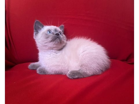 Blue point british shorthair bebekler