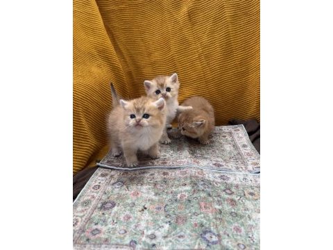 Golden british shorthair bebekler