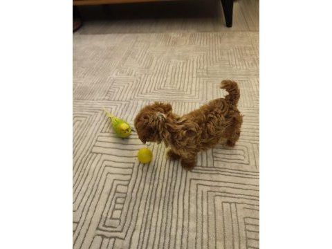 Orjinal gerçek teacup maltipoo