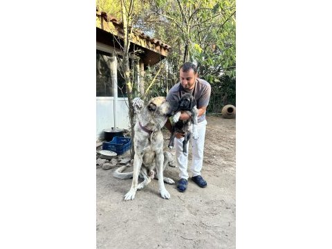 Dev yavru köpekler