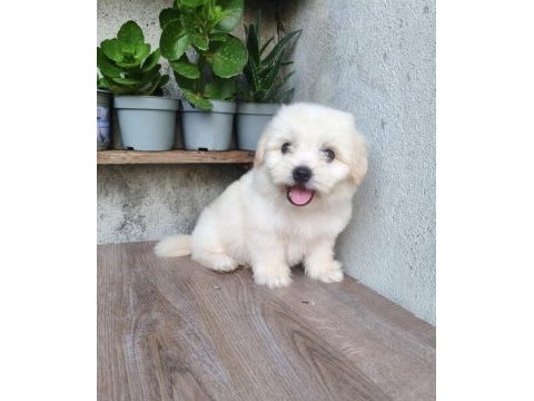 Erkek maltese