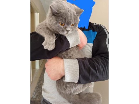 Eş bulma british shorthair
