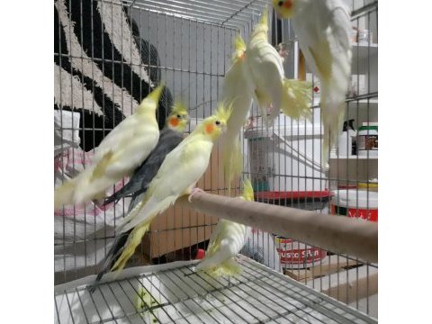 Lutino sultanlar