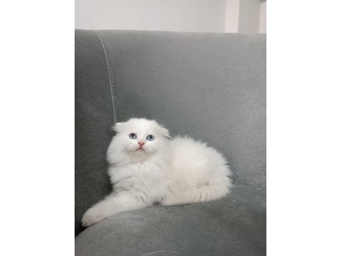 Scottish fold longhair