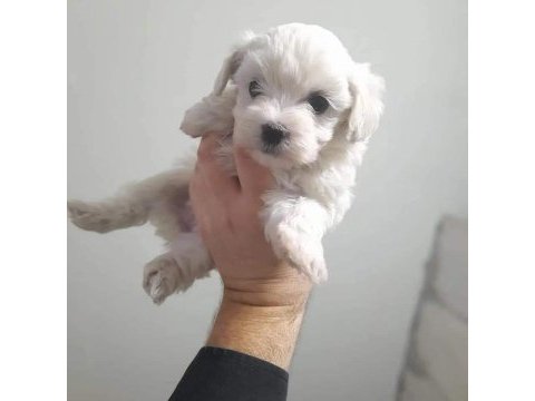 Terrier maltese köpeğimiz