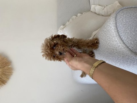 Toy poodle dişi yavru