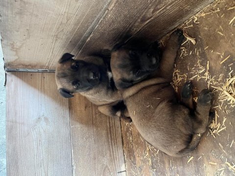 Belçika kurdu kalite isteyeler