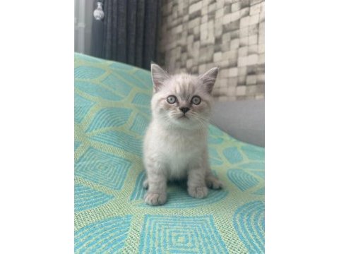 Erkek british shorthair 2 aylık yavru