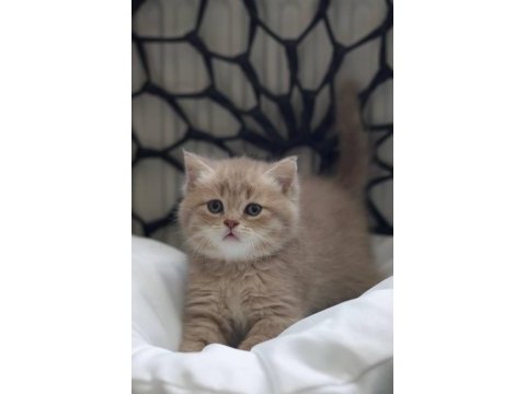 Cy11 british shorthair kedimiz