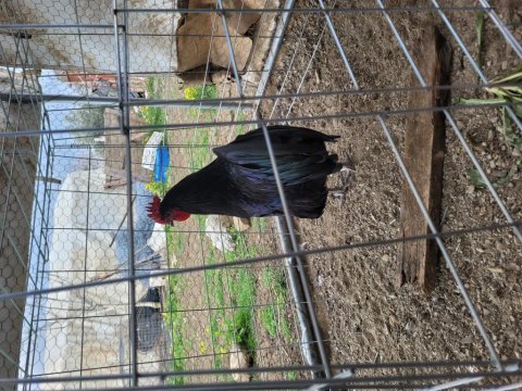 Alman australorp horoz