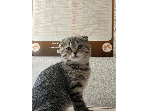 Scottish fold yavru kedimiz