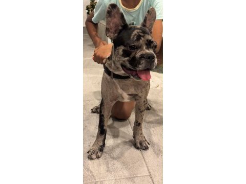 Erkek french bulldog