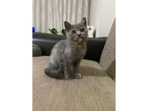 2 ay 10 günlük safkan british shorthair yavrular