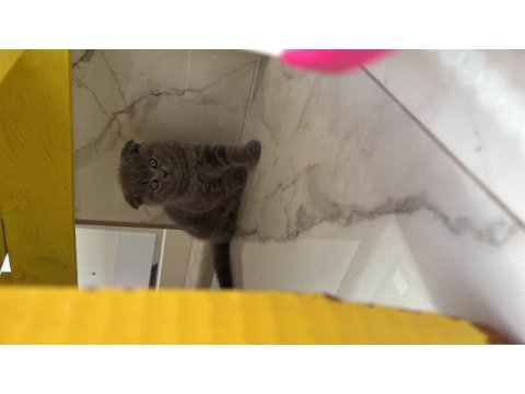 Scottish fold yavru erkek