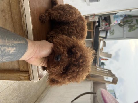 Eşleşme ilanıdır toy poodle kore kan erkek yavrumuz