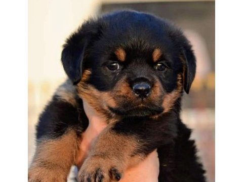 Fcı-kıf resmı uretımlı grand sampıyon rottweiler torunlar