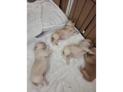 Yavru köpekler