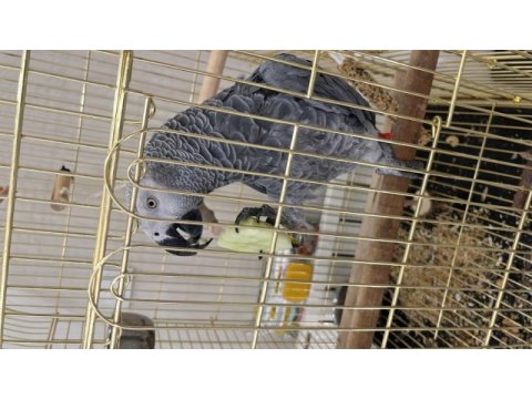 Konuşkan jako papağanı