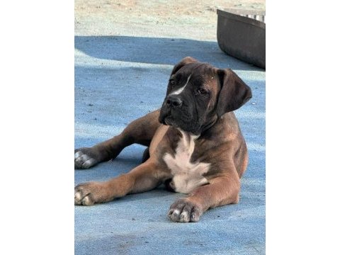 Anne baba şecereli 3 aylık safkan cane corso