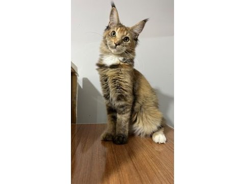 Black tortie isabella maine coon
