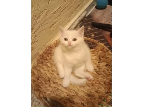 Birbirinden tatlış british shorthair bebekler