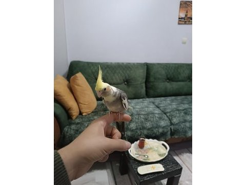2023 yeme düşmüş yavrular pied-pearl-cinnamon