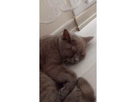 Oyun delisi asil british shorthair
