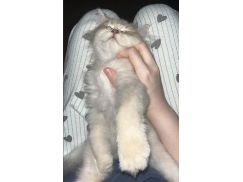 3.5 aylık british longhair erkek yavrum