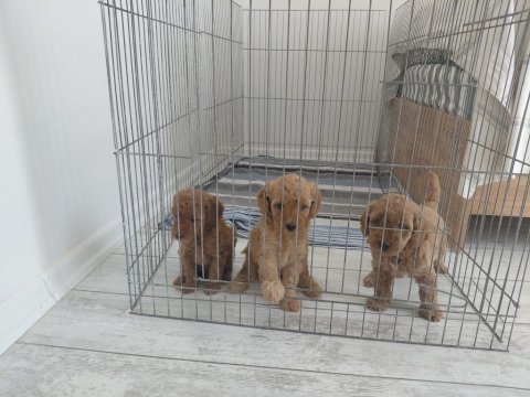 Sağlıklı dişi poodle yavrular 45 günlük kuşadası