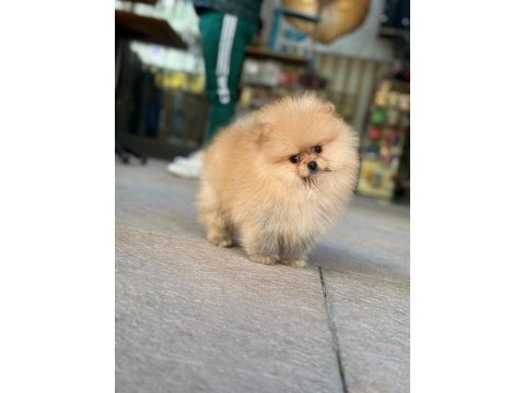 Pomeranian boo yavrular scrli safkan