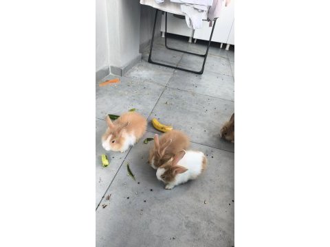 Hollanda teddy lop tavşan