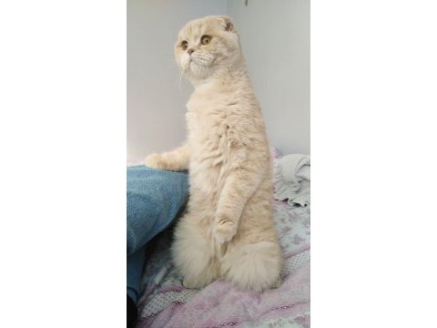 2 yaşında sağlıklı cipli scottish fold