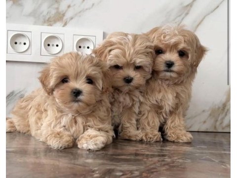 Maltipoo bebek surat ultra mini yavrularımız