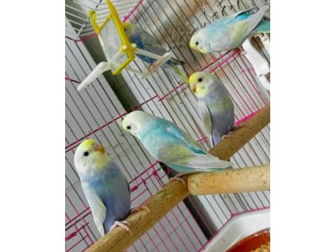 Rainbow muhabbet kuşu bebekler