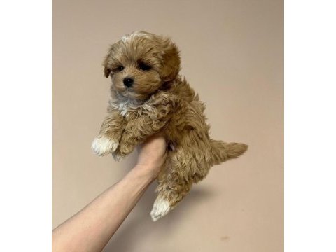 Irk garantili maltipoo yavruları