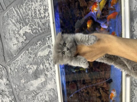 Dünyalar tatlısı minik scottish fold yavrumuz