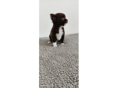 Minik elma kafa küt burun erkek yavru şivava