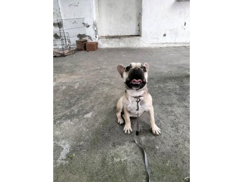 Sevimli kızım şirin french bulldog