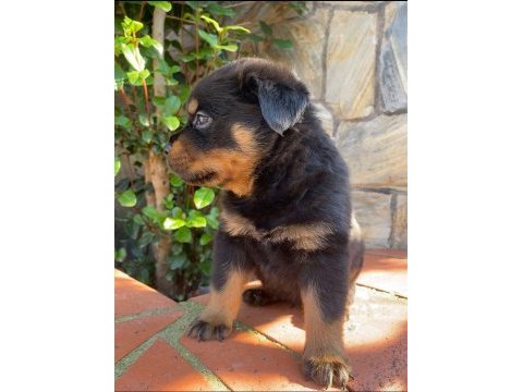 Dünya tatlısı rottweiler dişi yavru
