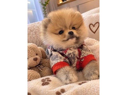 Pomeranian boo köpeği
