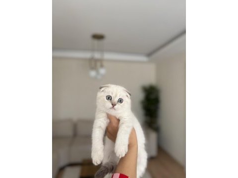 Scottısh fold sılver yavrularım 