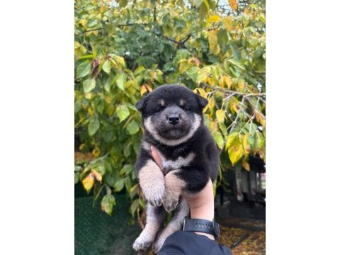 Safkan shiba ınu yavruları sevimli tilki suratlar