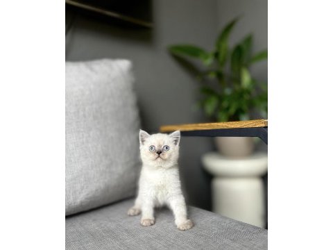 British shorthair blue point yavrularım 