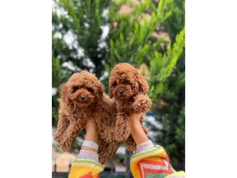 Evimizin kıvırcık poodle bebekleri sizlerle