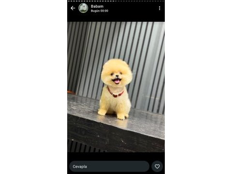 Pomeranian boo yavrumuz ırk ve sağlık garantili