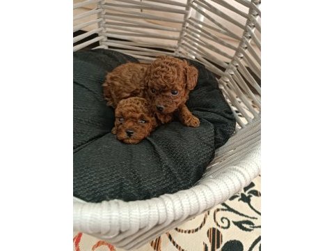 Toy poodle sıfır boy