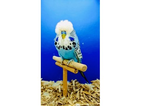 Show muhabbet kuşu