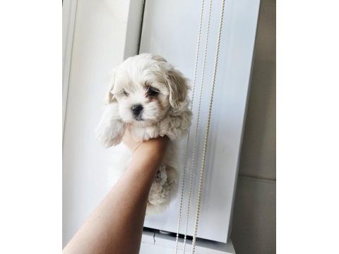 Maltese terrier yavru köpeğimiz