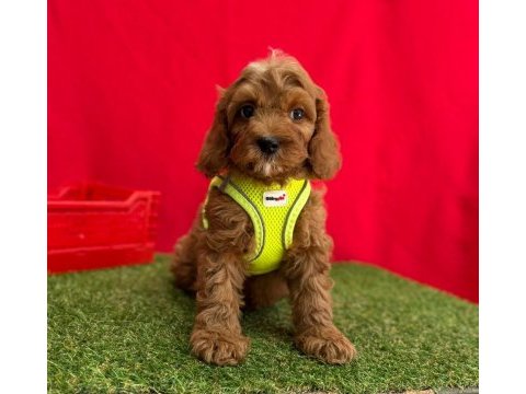 Dizayn ırk mini sevimli maltipoo yavrular 