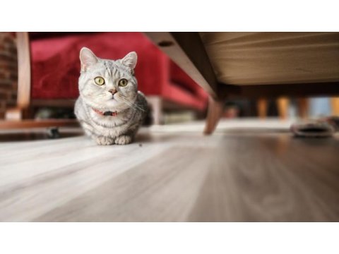 10 aylık british shorthair silver tabby oğlusumuz